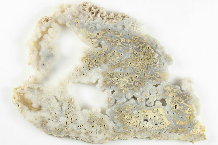 Agatized Fossil Coral Slab - Florida #202208